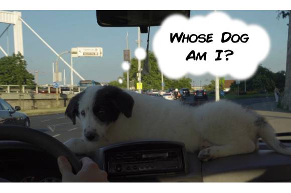Whose Dog Am I? by Robert Lakatos