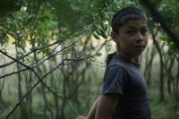 Wild Berries by Romulus Balazs, Marianna Vas, Hedda Bednarszky