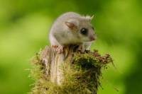 Plante Prague by Jan Ho&scaron;ek