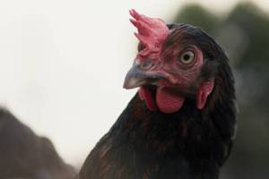 Hen by Gy&ouml;rgy P&aacute;lfi