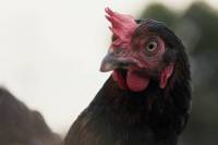 Hen by Gy&ouml;rgy P&aacute;lfi