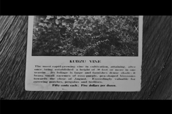 Kudzu Vine directed by Josh Gibson
